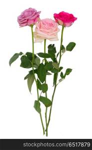 Violet blooming roses. Mauve, pink and violet blooming fresh roses isolated on white background