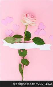 Violet blooming roses. One pink blooming fresh rose flower bud with white ribbon on pink background
