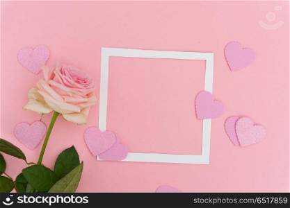 Violet blooming roses. One pink blooming fresh rose flower with frame and valentines hearts on pink background