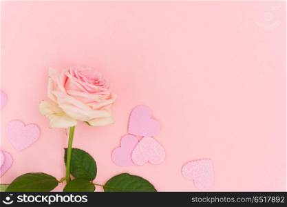 Violet blooming roses. One pink blooming fresh rose flower with valentines hearts on pink background