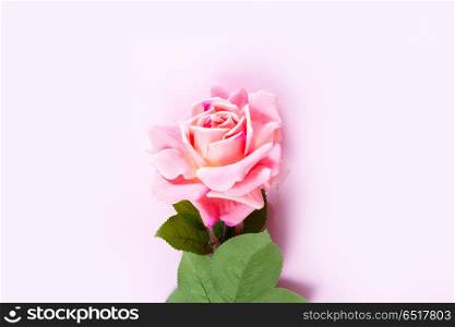 Violet blooming roses. One pink blooming rose flower on pink background