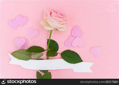 Violet blooming roses. One pink blooming rose flower with white ribbon and hearts on pink background
