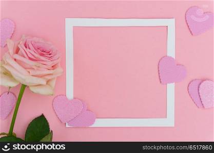 Violet blooming roses. pink blooming fresh rose flower with frame and valentines hearts on pink background