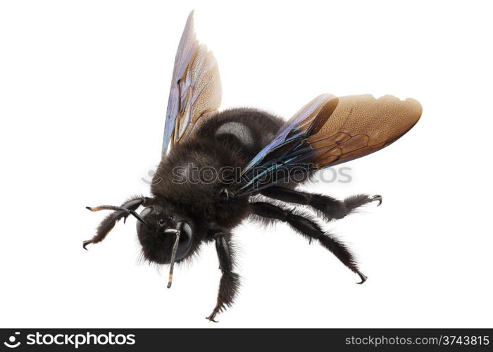 violet carpenter bee species xylocopa violacea. violet carpenter bee species xylocopa violacea in high definition with extreme focus and DOF (depth of field) isolated on white background