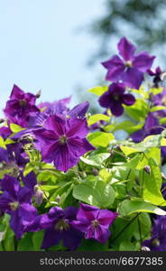 Violet Clematis flowers in garden
