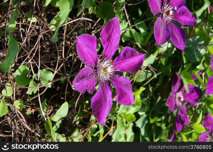 Violet clematis in the rural garden
