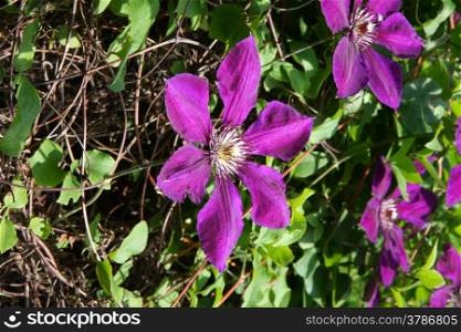 Violet clematis in the rural garden