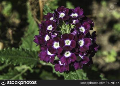 Violet color flowers. Close up