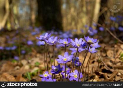 Violet common hepatica flowers growing in the spring forest, Okszow, Lubelskie, Poland