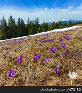 Violet Crocus alpine flowers on spring Carpathian mountain plateau valley, Ukraine. Multi shots composite image with considerable depth of field sharpness.