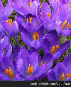 Violet crocus is one of the first spring flowers can use as spring background
