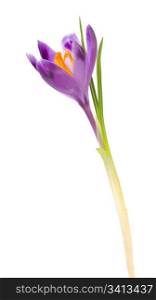 Violet crocus isolated on white background