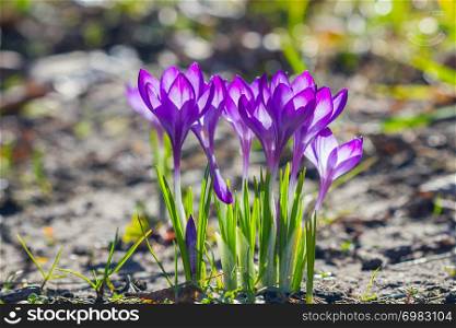 Violet crocuses flowers blossom in the garden