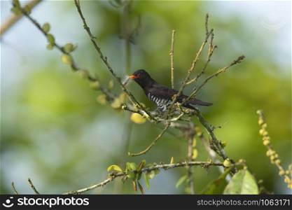Violet Cuckoo, Chrysococcyx xanthorhynchus, Dehing, Patkai, WLS, Assam, India