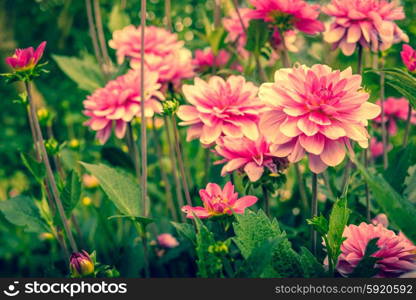 Violet Dahlia flowers in a garden at summertime