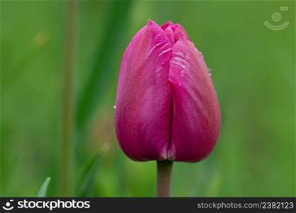 Violet double colorful beautiful tulip. Purple tulip like peony. Tulips growing in decorative flowerbed. Full violet purple. Peony flowering lilac double tulip