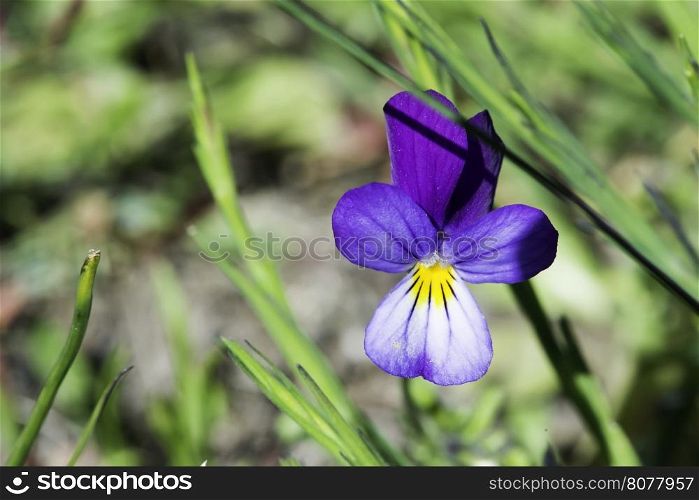 Violet flower close up and green leaves
