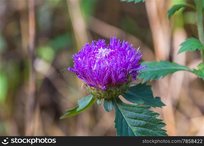 violet flower in garden, flowers in wild nature