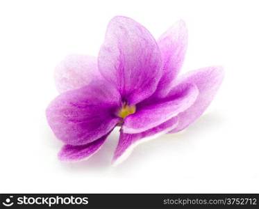 Violet flower isolated on white