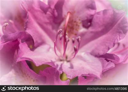 Violet flower of a rhododendron bush (Rhododendron hypoglaucum) in close-up, with bright vignette, macro