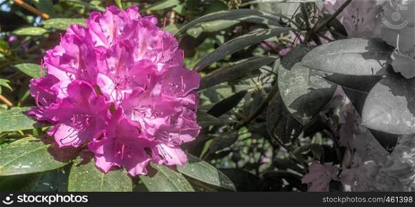 Violet flower of a rhododendron bush (rhododendron hypoglaucum) with black and white developed free space on the right side of the picture, copy space