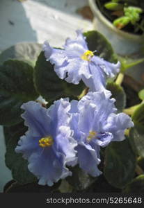 Violet flower with green leaves blooming in the house