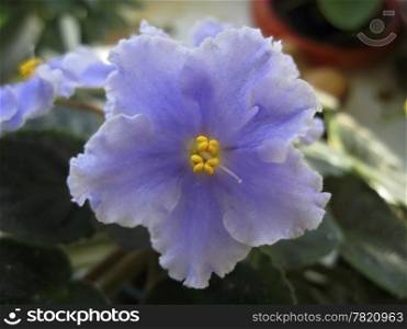 Violet flower with green leaves blooming in the house