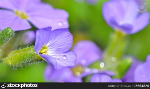 violet flower with long pestle