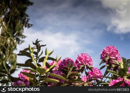 violet flowering rhododendron, in front of a slightly cloudy sky, picture with a lot of free space, copy space