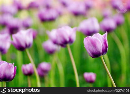 Violet flowers, close-up