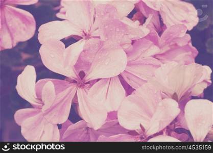 Violet flowers in a garden in vintage colors