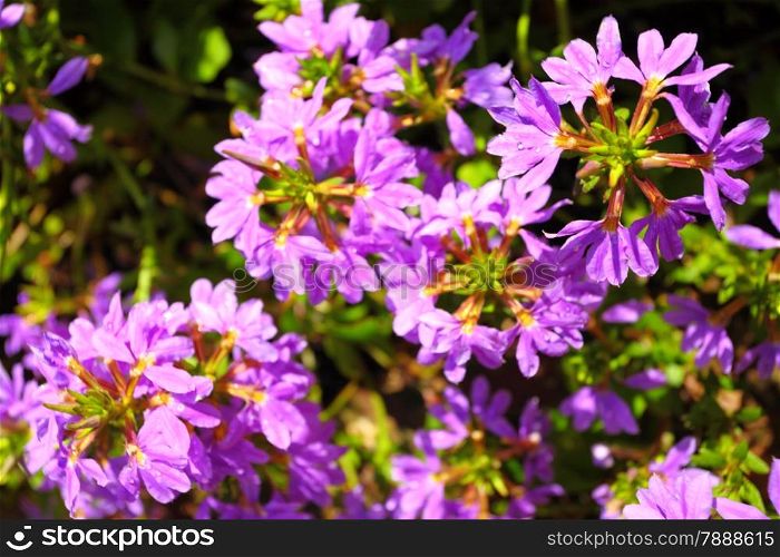 Violet flowers in the garden. Spring or summer background