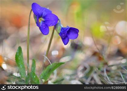 violet flowers of spring on natural background