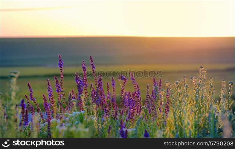 violet flowers on field at sunset