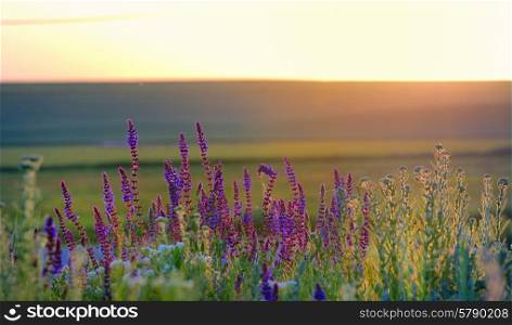 violet flowers on field at sunset