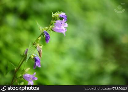 Violet flowers on the meadow green blurred background