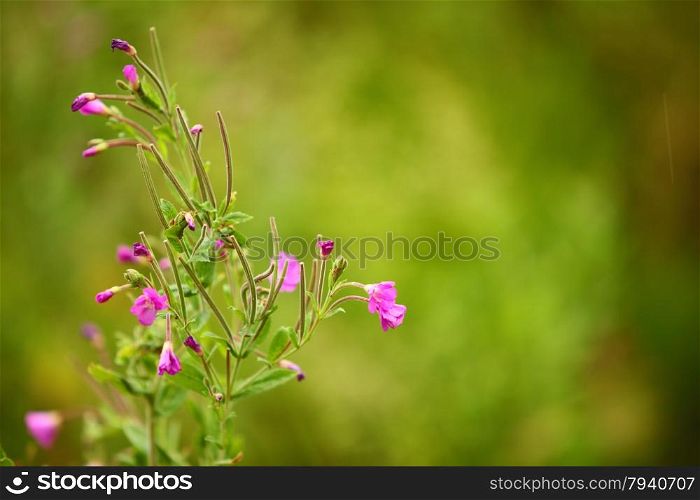 Violet flowers on the meadow green blurred background