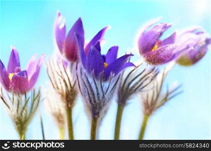 Violet flowers (Pulsatilla patens) on the blue background with shining sun