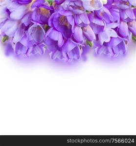 violet freesias flowers border isolated on white background. violet freesias flowers border