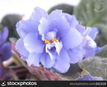 Violet in a pot on a white background