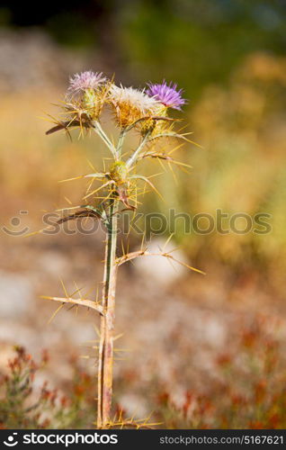 violet in the grass and abstract background white flower