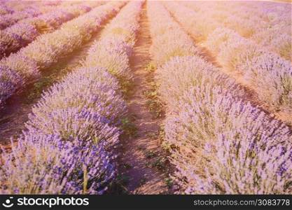 Violet lavender in the field on the sunset. Sunset over a violet lavender field outdoors