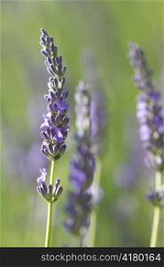 violet lavenders in a field