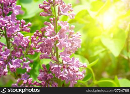 Violet lilac branch with green leaves background