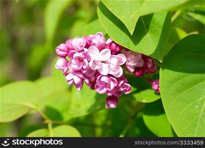 Violet lilac branch with green leaves background