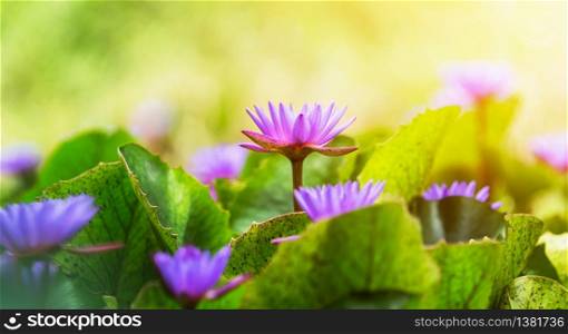 violet lotus with green leaf in pond and sunshine
