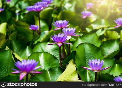 violet lotus with green leaf in pond and sunshine