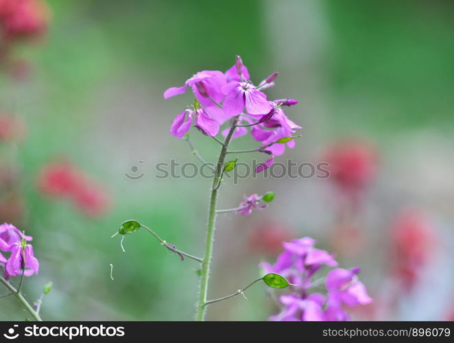 Violet macro flower. Nature composition.