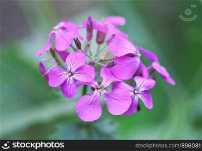 Violet macro flower. Nature composition.