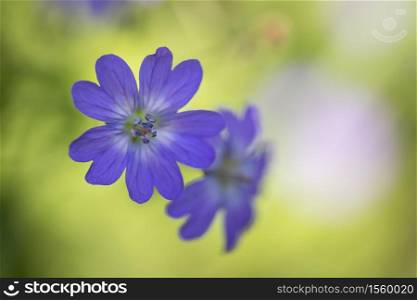 Violet meadow flower close-up,Botany.